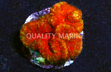 Red Lobophyllia Brain Coral :: 52010