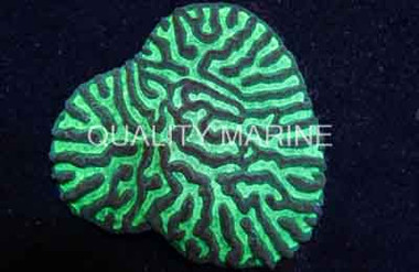 Maze, Colored :: 52013