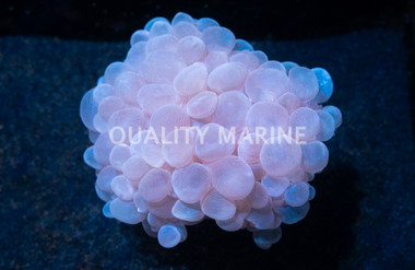 Bubble Coral :: 52015