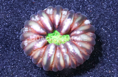 Button Coral :: 52016