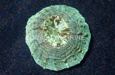 Green Button Coral :: 52017