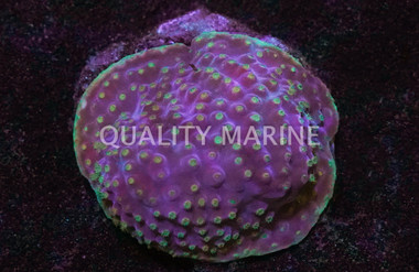 Yellow Small Polyp Cup Coral :: 52019