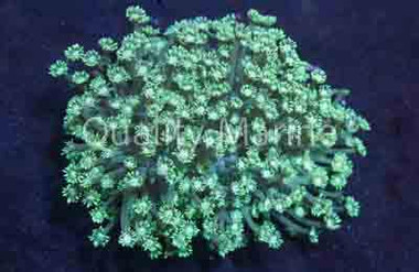 Flower Pot Long Polyp Green :: 52025