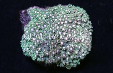 Flower Pot Short Polyp Green :: 52026