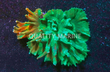 Green Spiny Cup Coral :: 52030