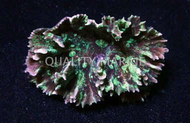 Green Spiny Cup Coral :: 52030
