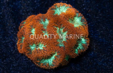 Red w/ Green Center Blastomussa Wellsi Coral :: 52033