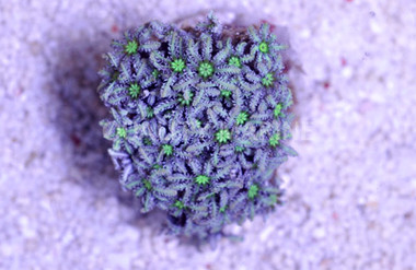 Pipe Organ Coral :: 52034