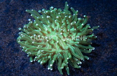 Green Long Tentacle Plate Coral :: 52036