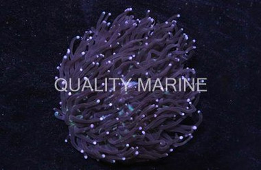 Pink Long Tentacle Plate Coral :: 52037