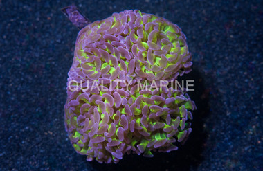 Pink Tip Green Branching Hammer Coral :: 52040