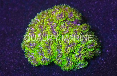 Galaxy, Green :: 52047