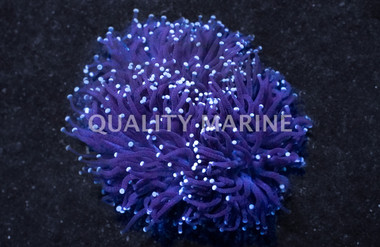 Torch Coral :: 52048