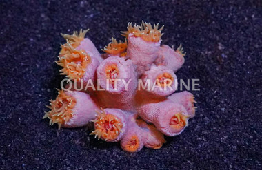 Orange Tube Coral :: 52050