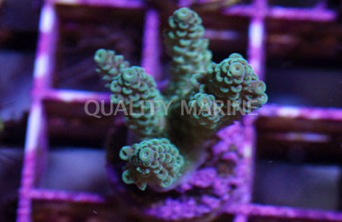 Acropora Green :: 52054