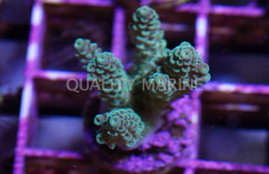 Green Acropora Coral :: 52054