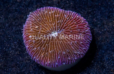 Purple Short Tentacle Plate Coral :: 52058