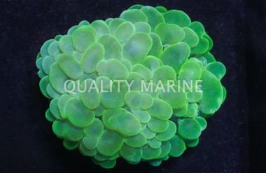 Green Bubble Coral :: 52060