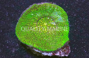 Green Scolymia Coral :: 52061