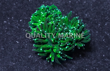 Green Torch Coral :: 52062