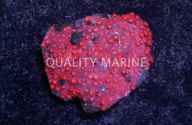 Flower Pot, Red/Pink, Ultra :: 52064