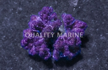 Cauliflower Pocillopora Coral :: 52077