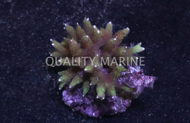 Birdnest, Colored :: 52078