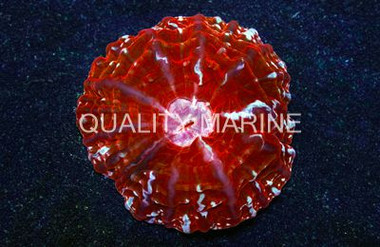 Red Button Coral :: 52082