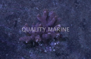 Purple Branching Montipora Coral :: 52090