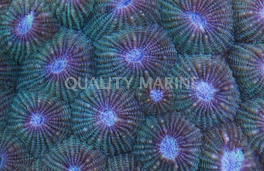 Green Honeycomb Coral :: 52092