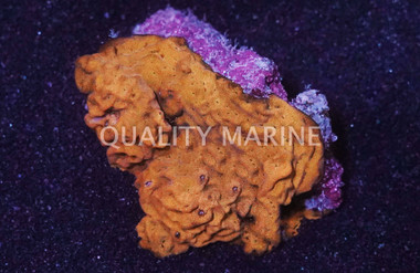 Wrinkle, Leptoseris :: 52109