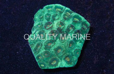 Montastrea Coral :: 52112