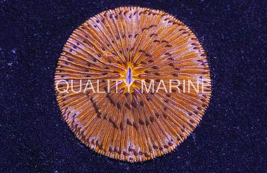 Neon Orange Plate Coral :: 52113