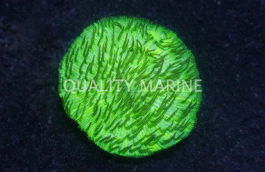 Green Short Tentacle Plate Coral  :: 52116
