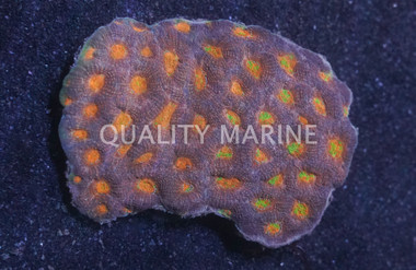 Red Eye Orange Echinata Coral :: 52123