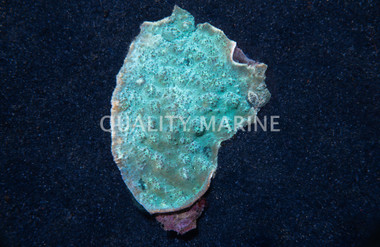 Colored Chalice Coral :: 52124