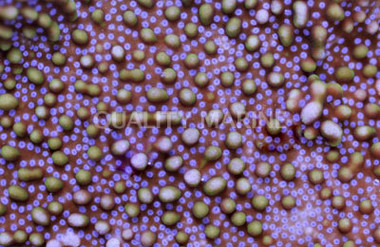 Purple/Yellow Montipora Coral :: 52127
