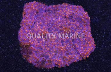 Maldivensis, Orange :: 52128