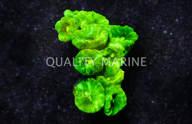 Metallic Green Big Pipe Trumpet Coral :: 52129