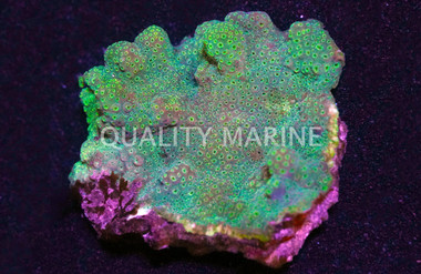 Cactus, Barrel Green :: 52131