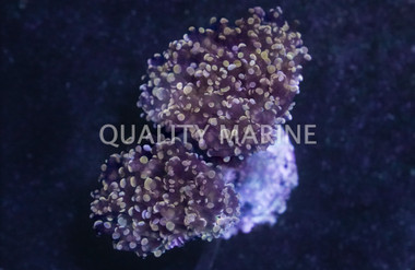 Gold Tip Branching Octopus Coral :: 52139