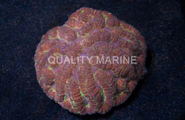 Colored Symphyllia Brain Coral :: 52141