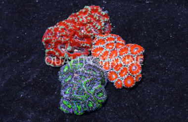 Aussie Lord Acan, Three Color :: 52150
