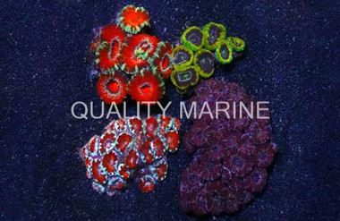 Two Color Acanthastrea Coral :: 52153