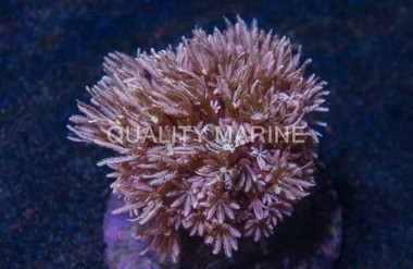 Green Pipe Organ Coral :: 52184