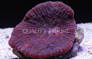 Red Scolymia Coral :: 52185