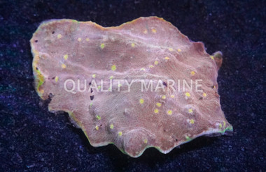 Ultra Color Chalice Coral :: 52186