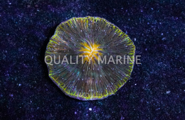 Orange w/Green Rim Plate Coral :: 52199