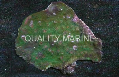 Pink Eye Green Chalice Coral :: 52203