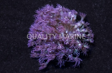 Flower Pot Blue/Purple :: 52207